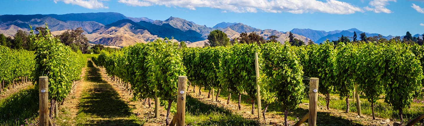 Rows of green vines with mountains of purple shade behind