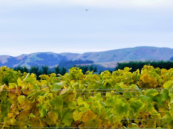Martinborough vineyard, vine trees, grapes growing, mountains in background