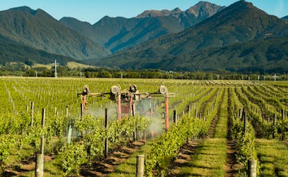 Vineyard in Marlborough, machine harvesting grapes, mountains in background