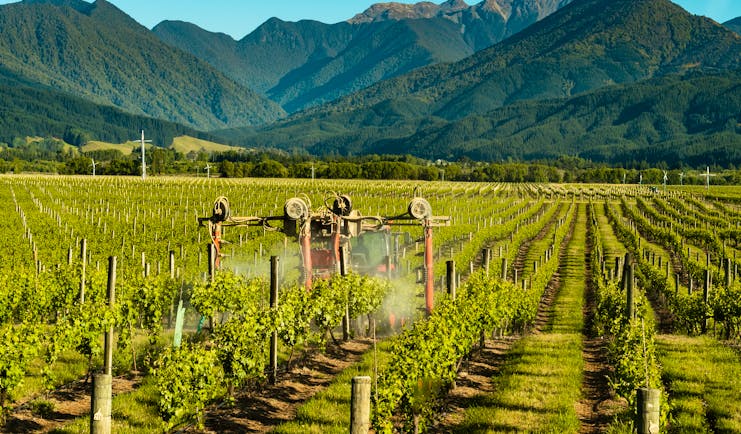 Vineyard in Marlborough, machine harvesting grapes, mountains in background