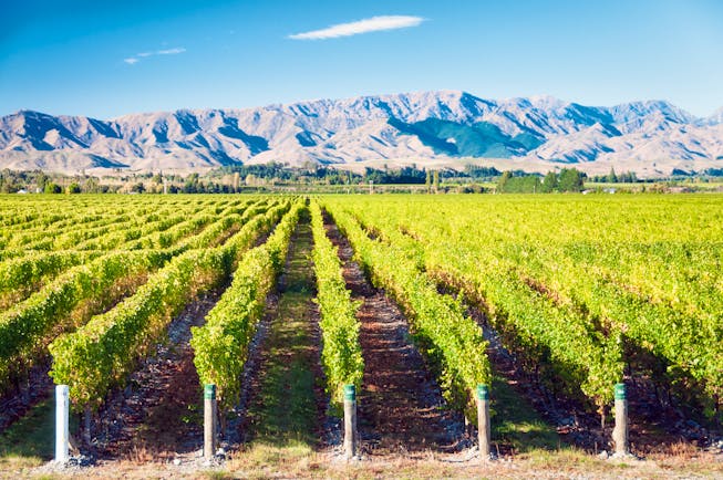 Vineyards in the Marlborough Wine Region in New Zealand, vine trees, mountains in background