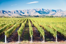 Vineyards in the Marlborough Wine Region in New Zealand, vine trees, mountains in background