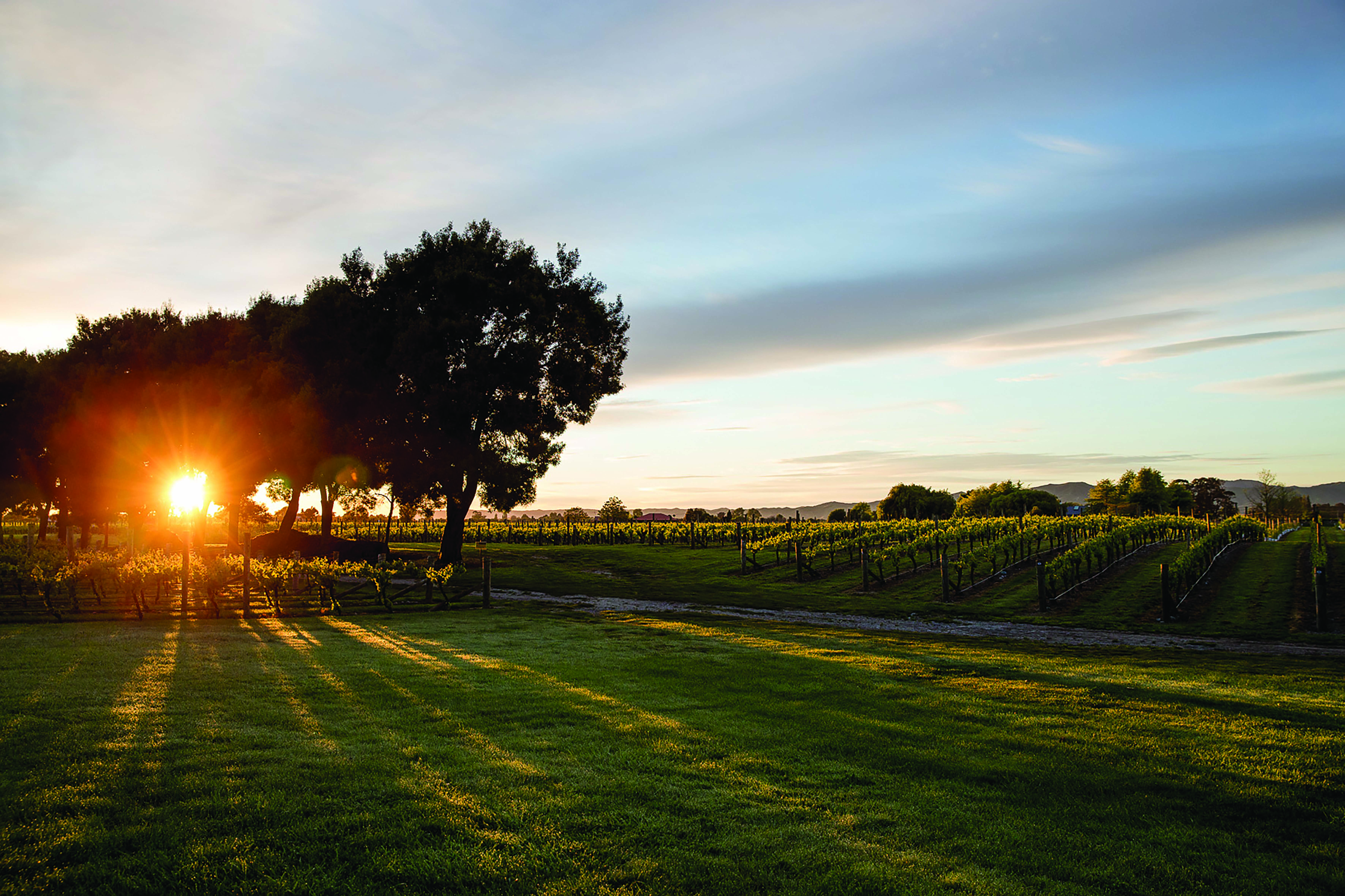 Marlborough Lodge Blenheim and Marlborough grounds view of garden at sunset