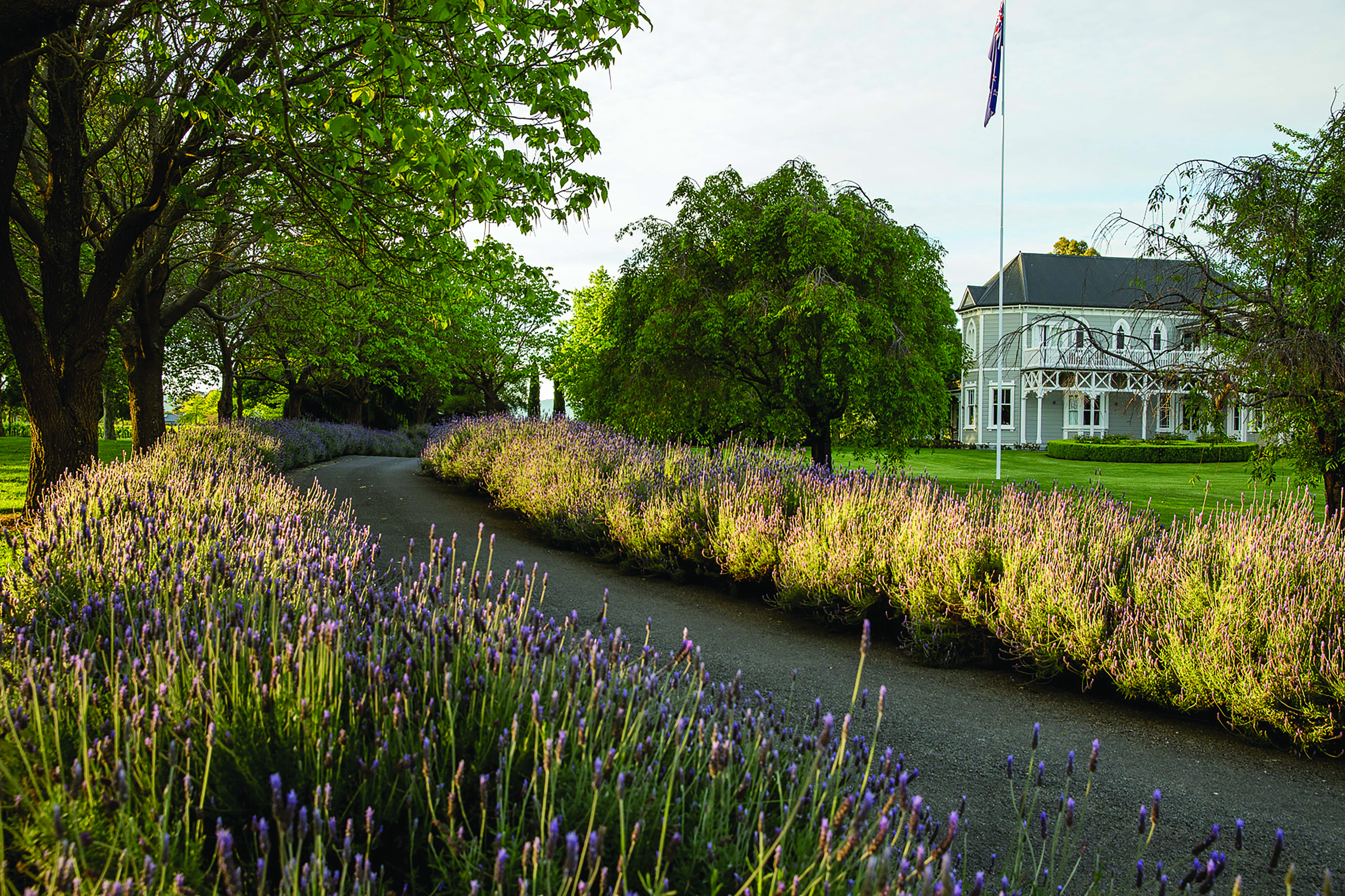 Marlborough Lodge Blenheim and Marlborough outside view of lavender lined road to lodge