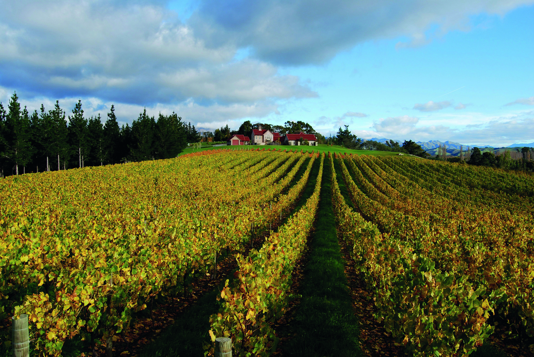 The Bell Tower on Dog Point Blenheim and Marlborough vineyard view of building from vineyard 