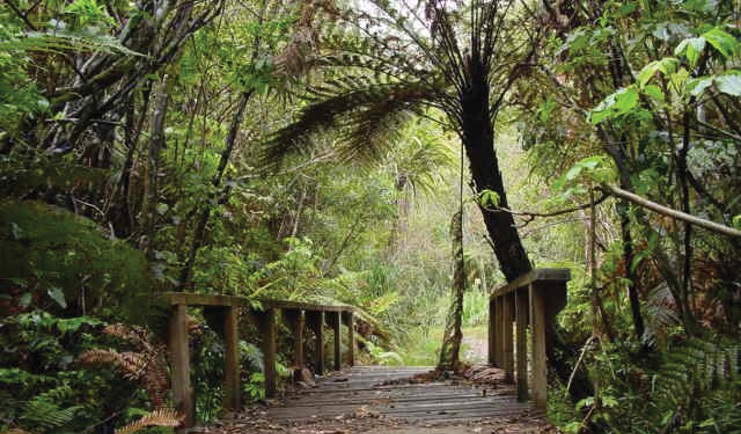 Treetops Lodge Central North Island trail wooden bridge in a forest