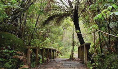 Treetops Lodge Central North Island trail wooden bridge in a forest