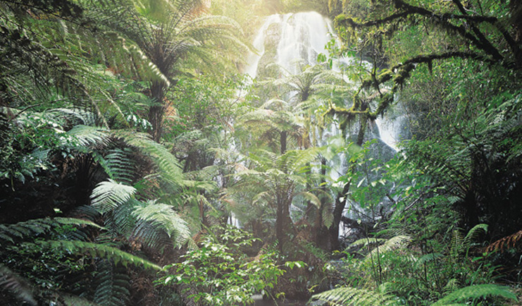 Treetops Lodge Central North Island waterfall in a forest