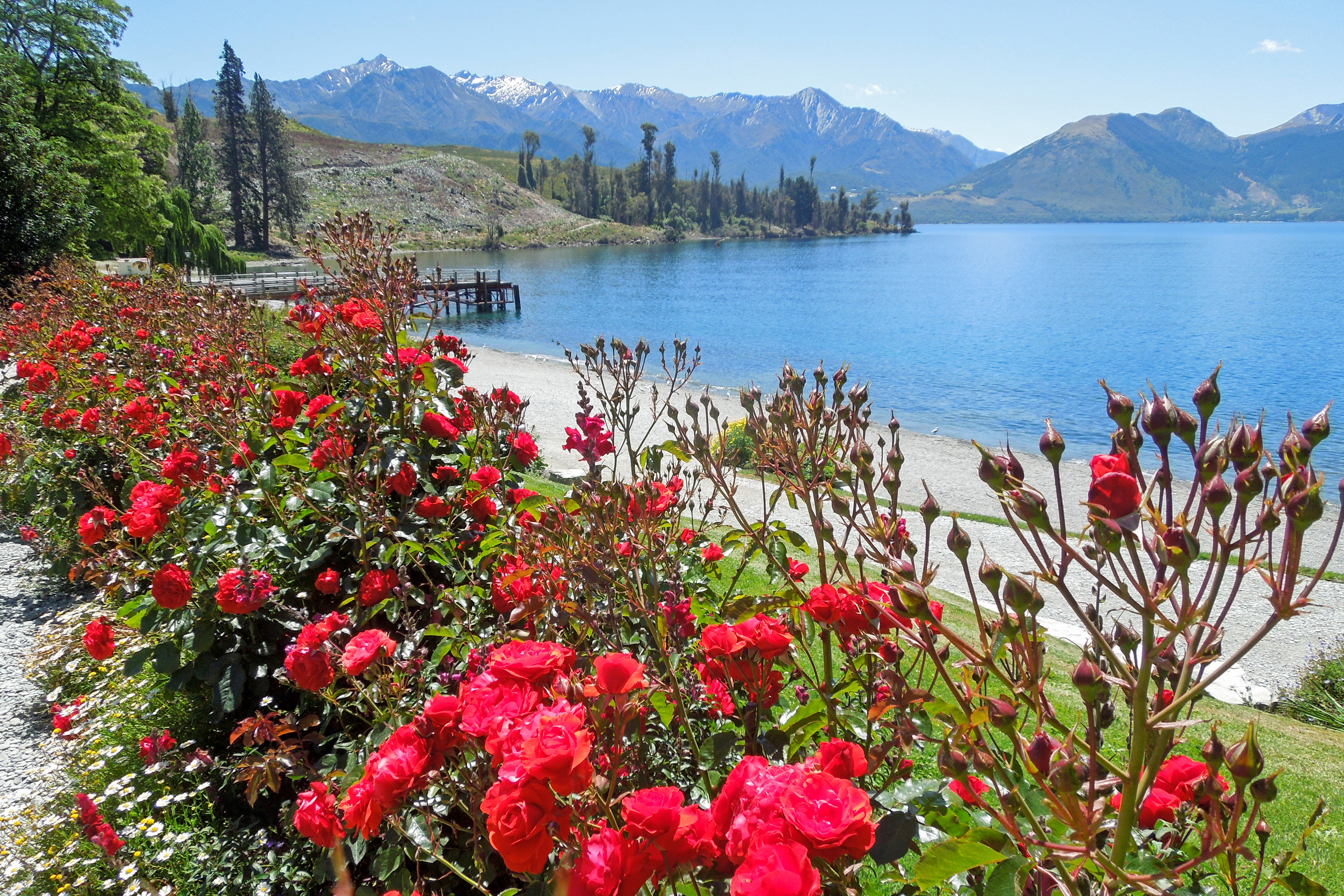 Lake in Walter Peak High Country Farm on the South Island, clear blue water, mountains, red flowers