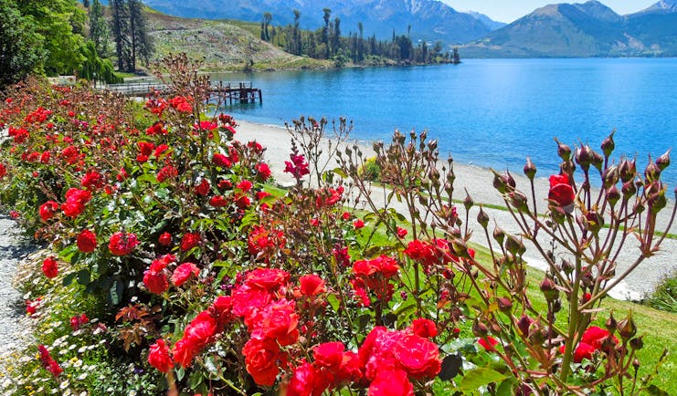 Lake in Walter Peak High Country Farm on the South Island, clear blue water, mountains, red flowers