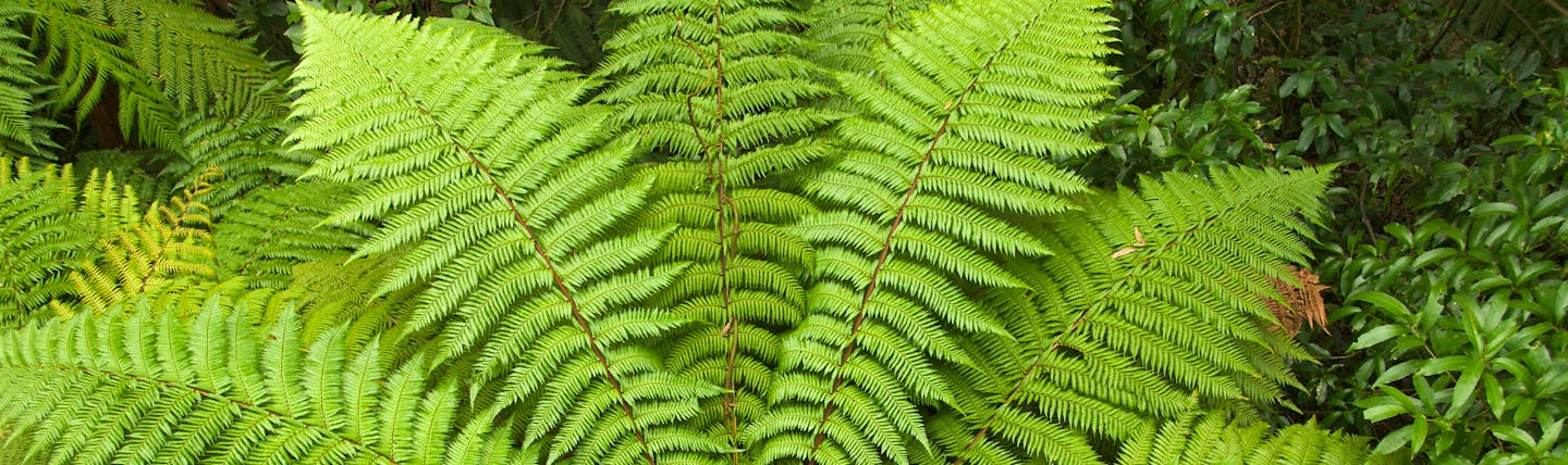New Zealand fern, large green leaf 