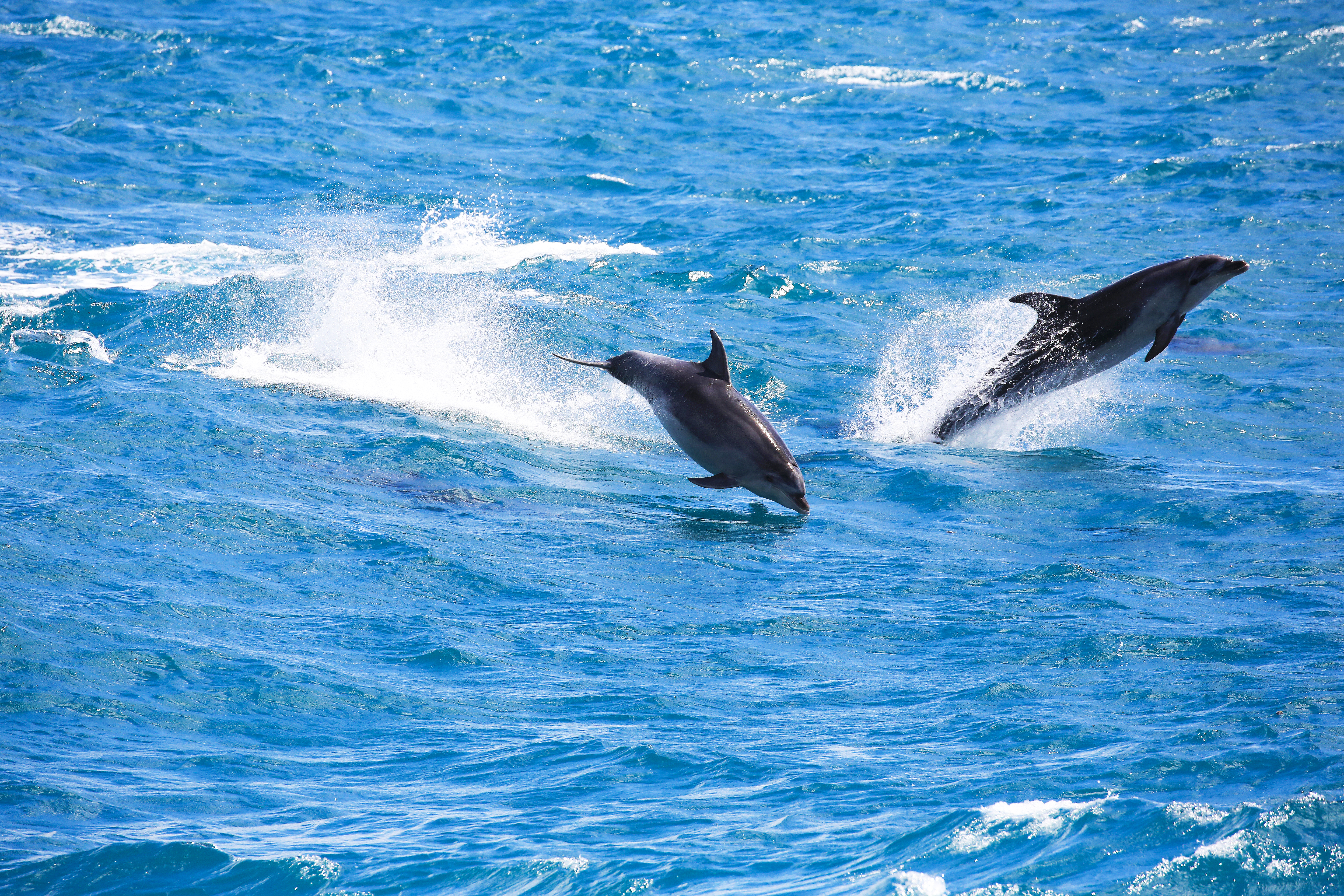 Dolphins leaping in the waves near the Bay of Islands