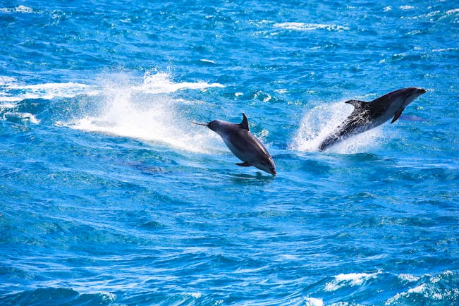 Dolphins leaping in the waves near the Bay of Islands
