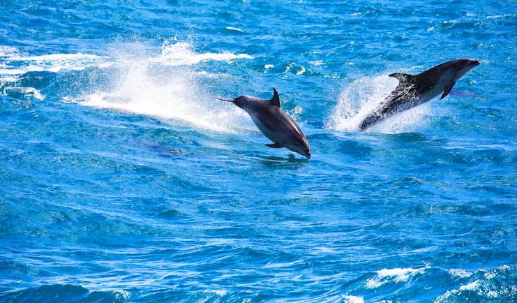 Dolphins leaping in the waves near the Bay of Islands