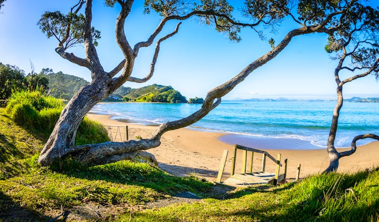 A beach in the Northland regions, golden sand, blue waters, pohutukawa tree