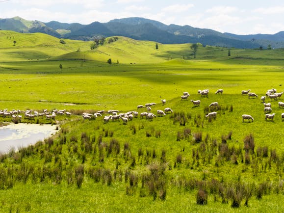 Rolling pastures and fields with sheep grazing in Wairarapa
