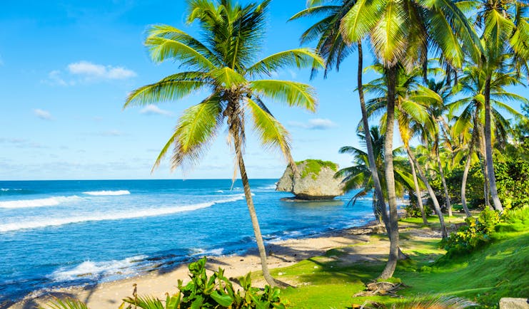 Soup Bowl beach in Barbados, palm trees, sand, ocean
