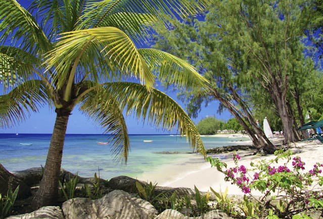 Coral Reef Club Barbados beach white sand ocean palm tree