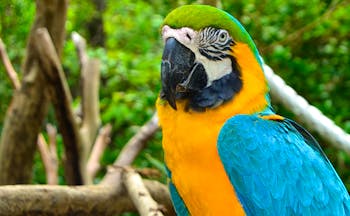 Parrot blue and orange with green head