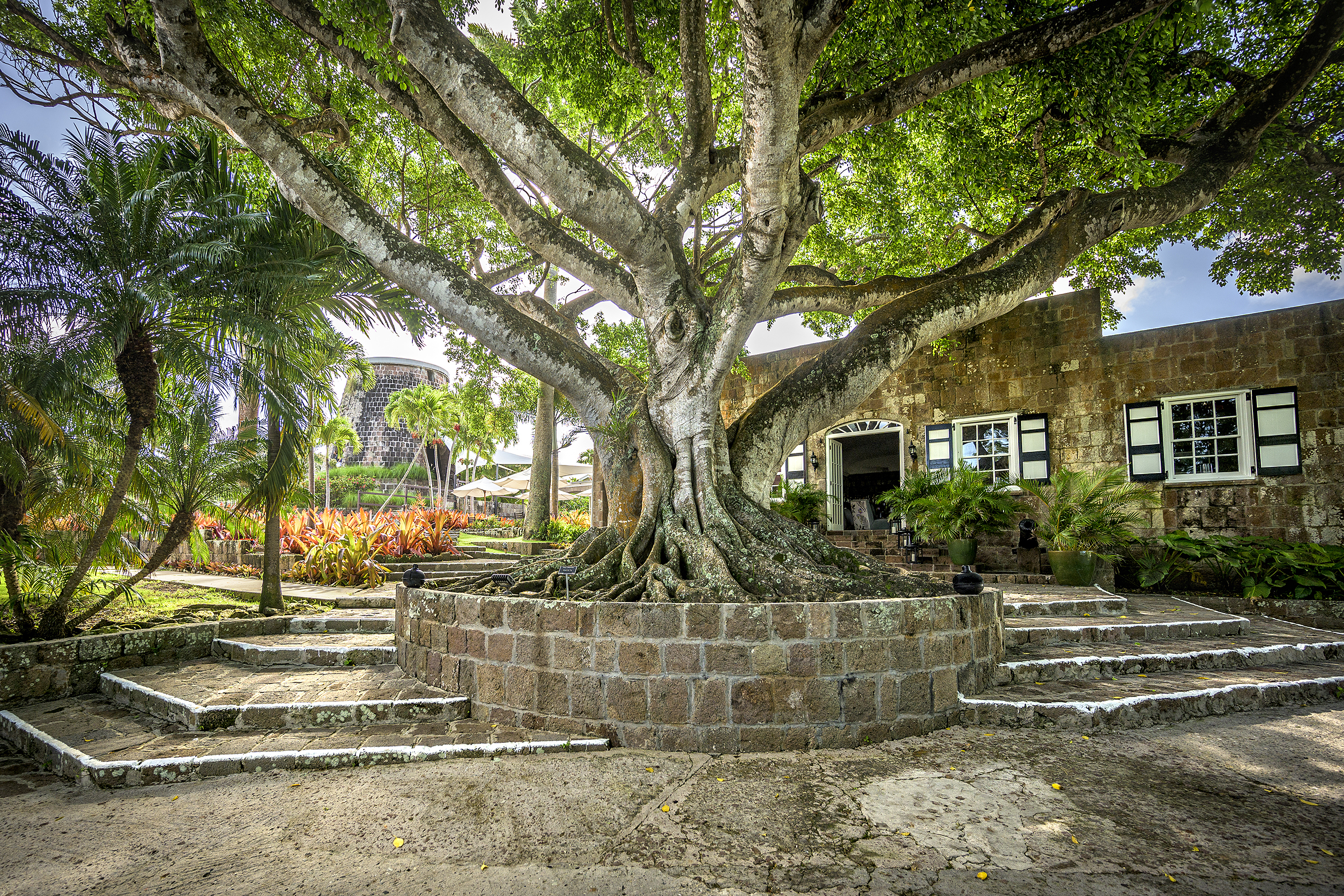 Montpelier Nevis entrance with rustic stone steps and a central sprawling tree