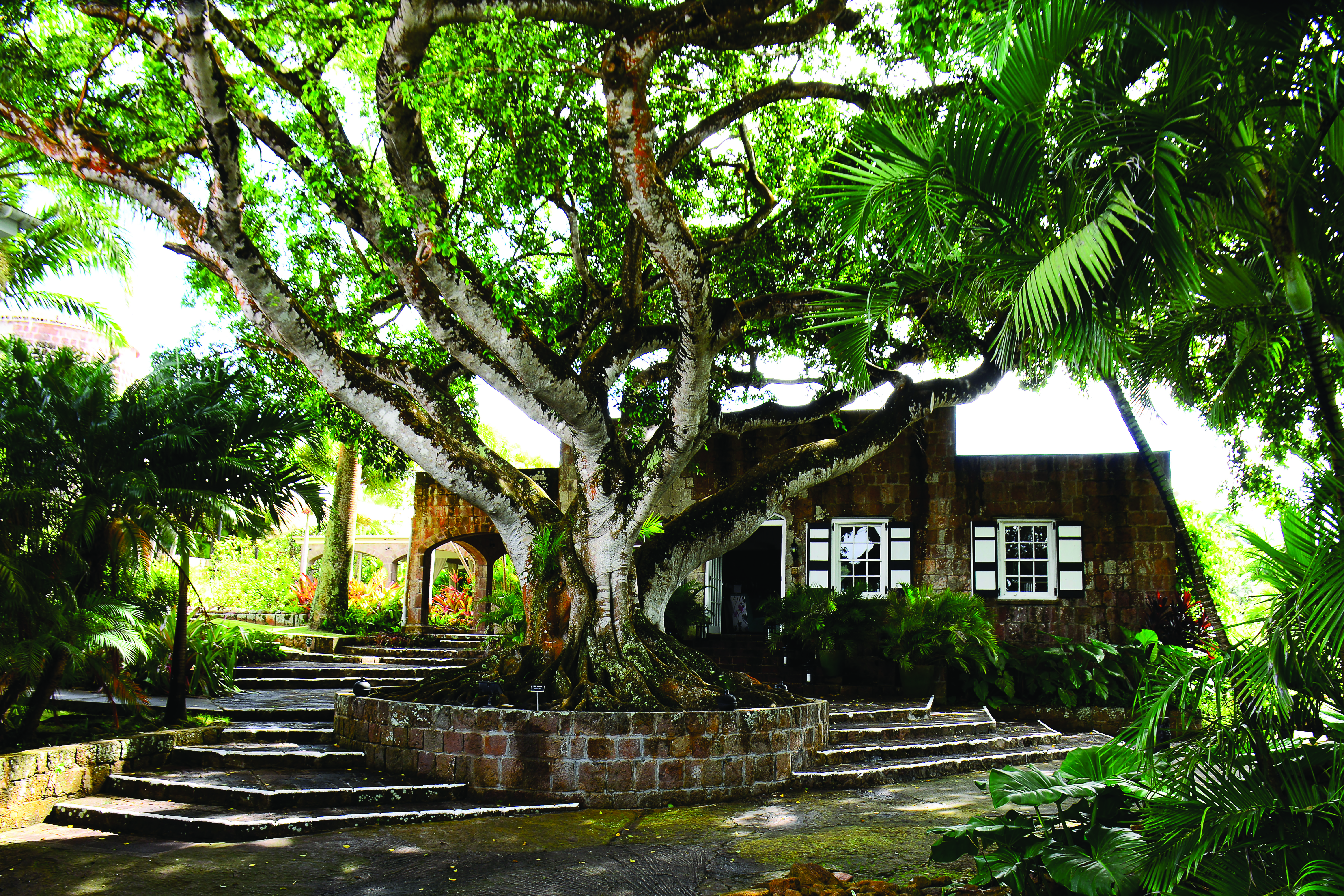 Montpelier Plantation Nevis entrance steps to main building tree in centre of path
