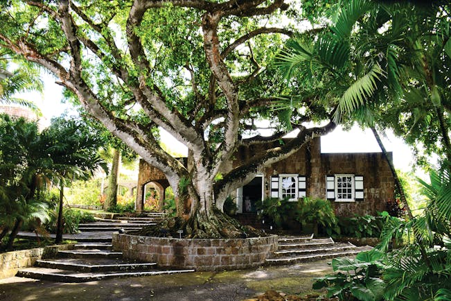 Montpelier Plantation Nevis entrance steps to main building tree in centre of path