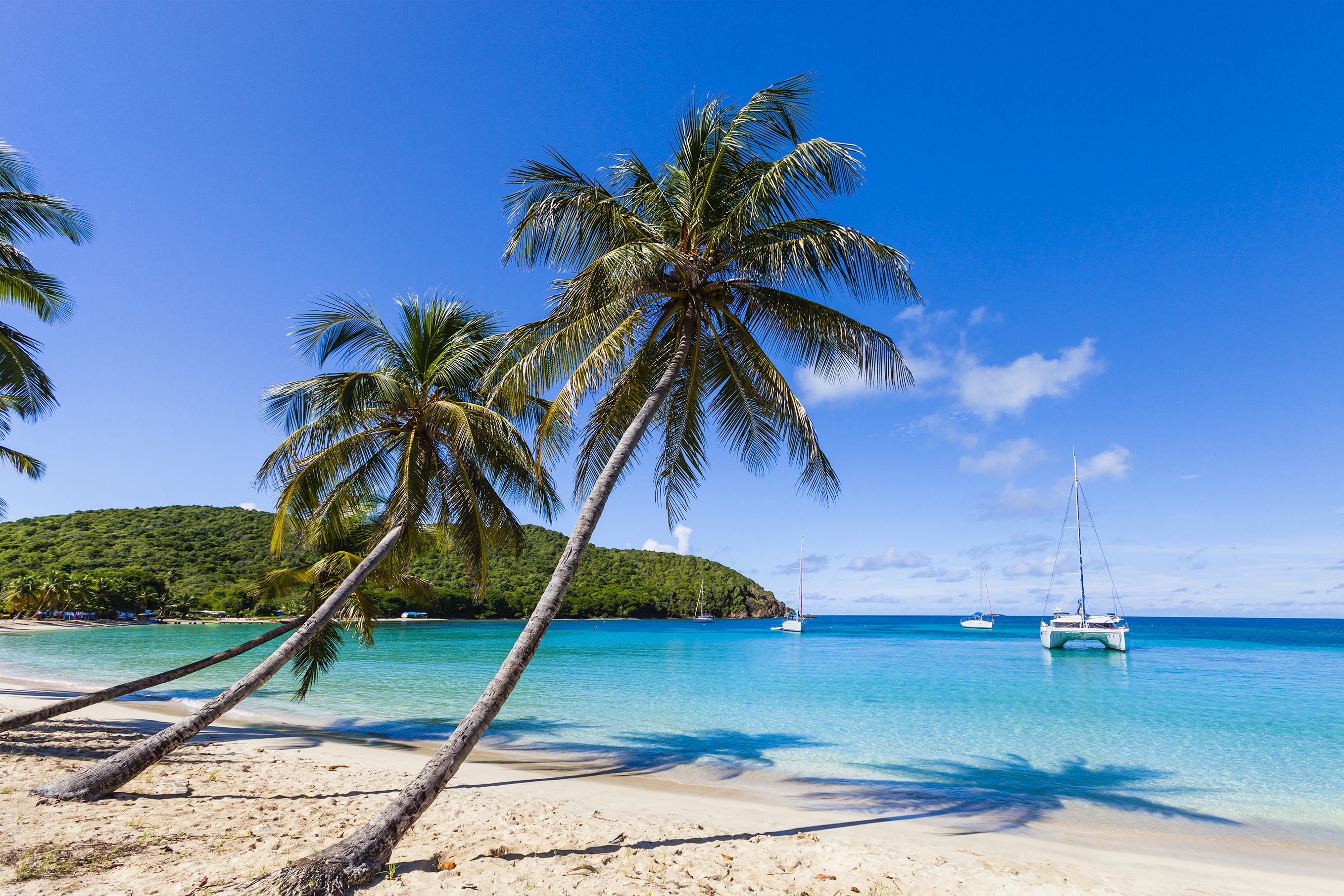 Beach on the Grenadines, white sand, blue seas, palm tree