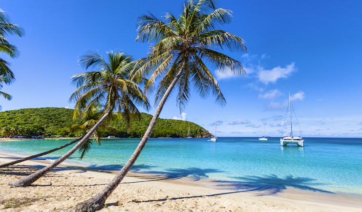Beach on the Grenadines, white sand, blue seas, palm tree