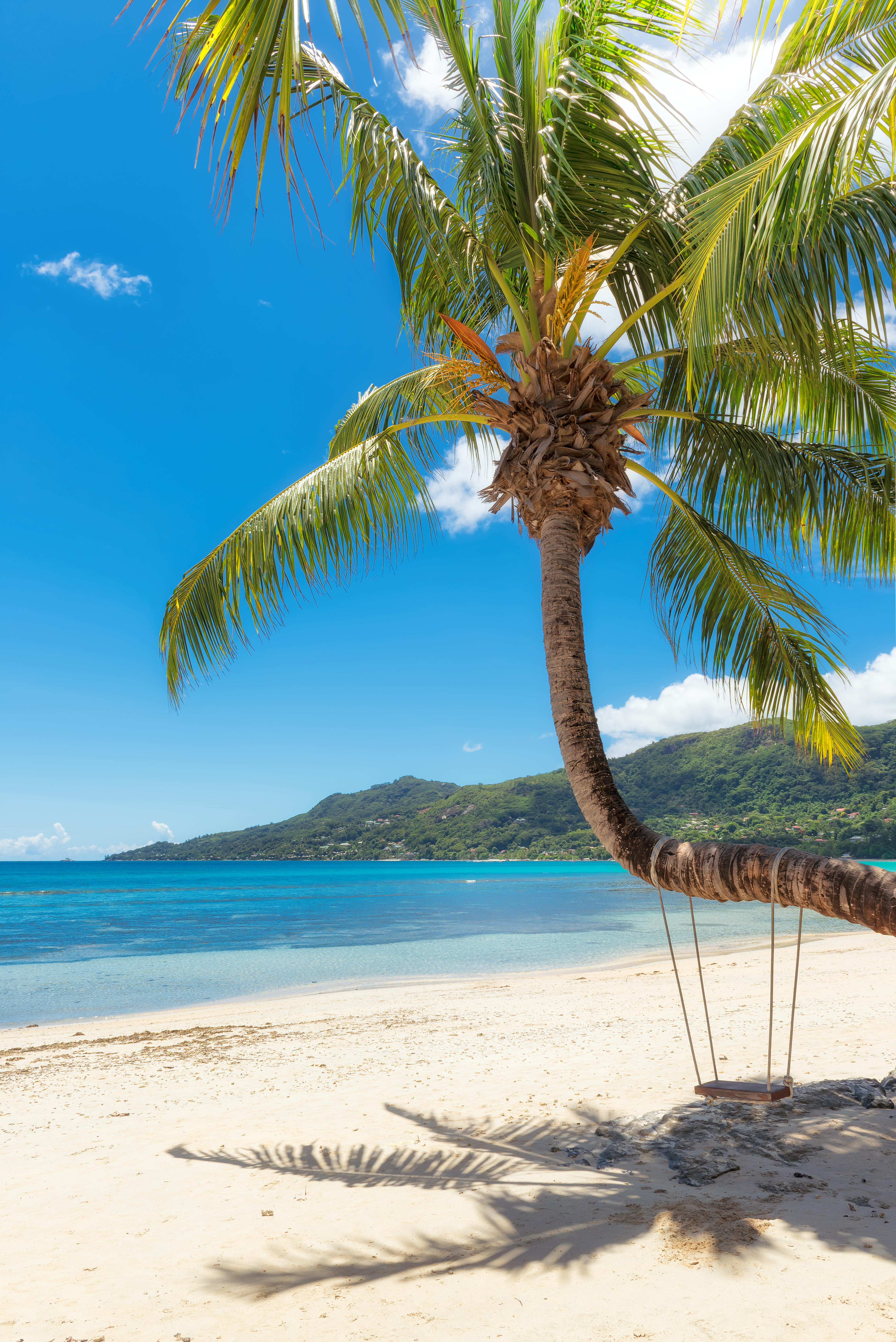 Sandy beach with blue sea and mis-shapen palm tree casting shadow