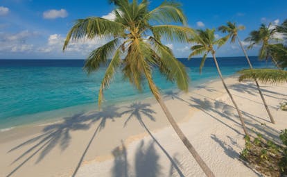 Tropical sand beach with palm trees