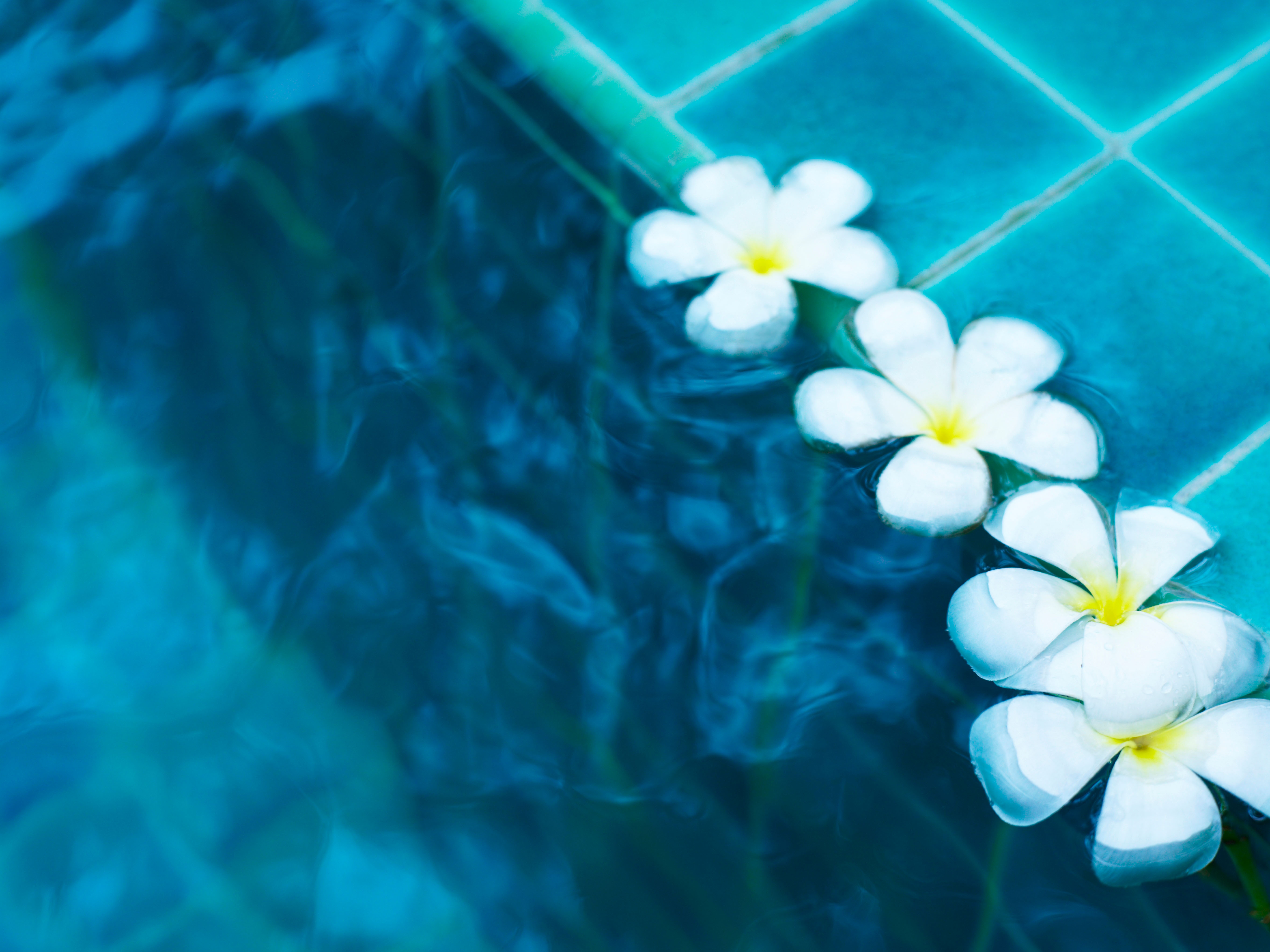 Blue pool water and white daisies