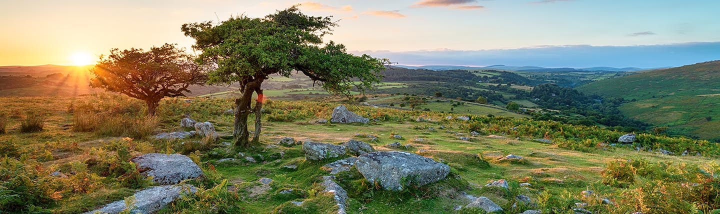 Weathered hawthorn trees on Devon moor