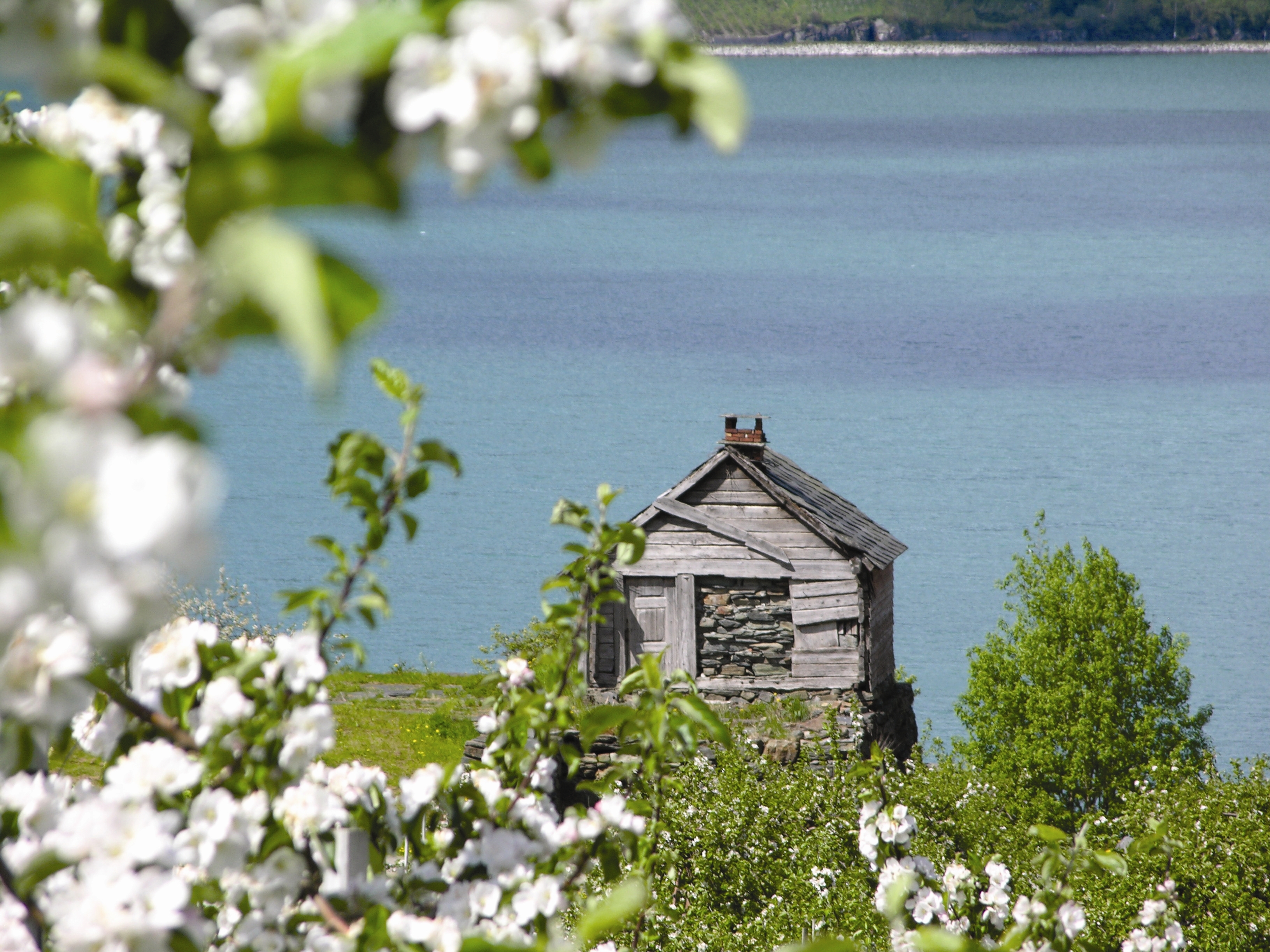 Hotel Ullensvang Norway blossom on tree and hut by water