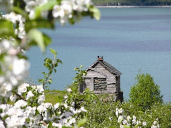 Hotel Ullensvang Norway blossom on tree and hut by water