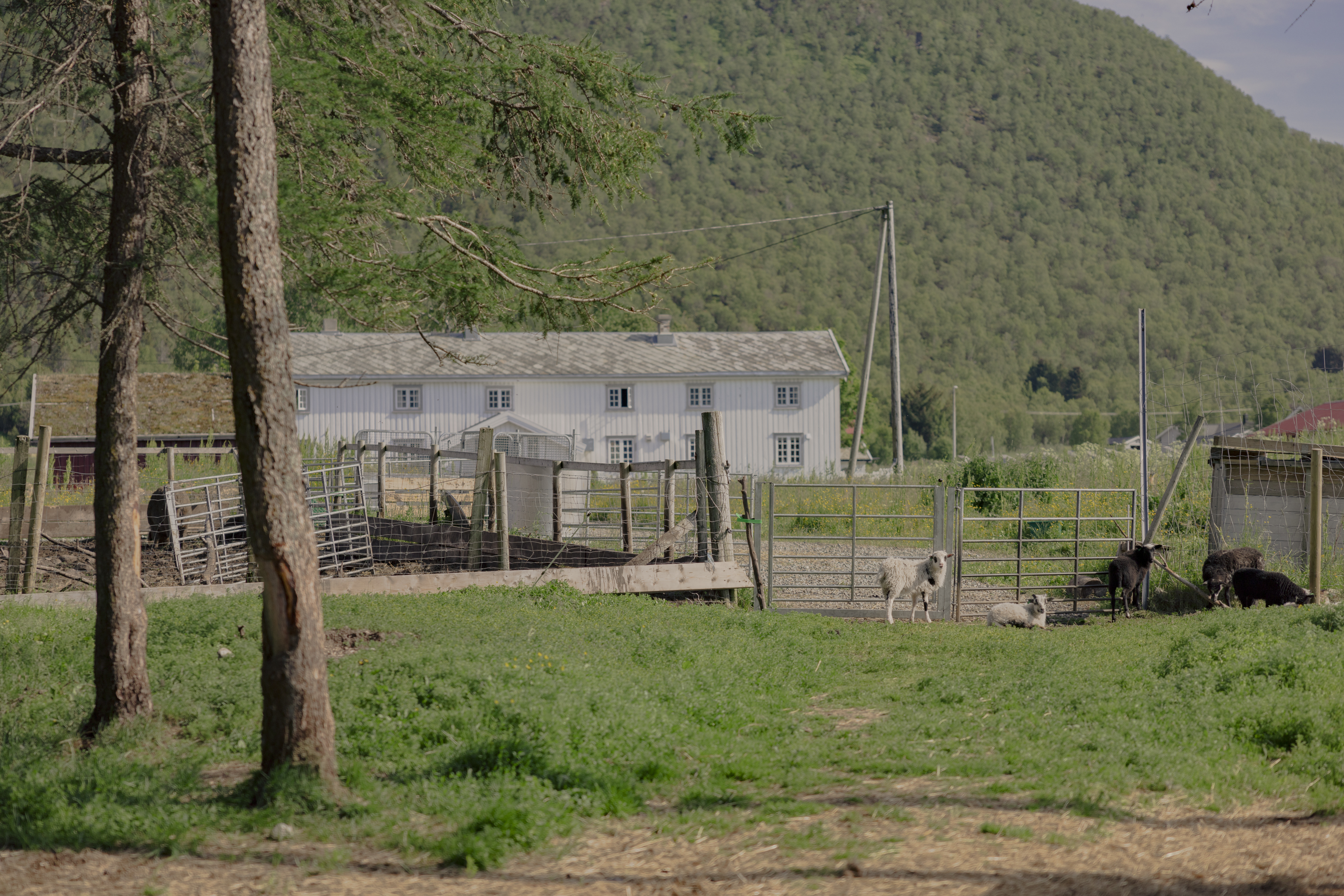 Kvitnes Gard gardens leading up to the white farmhouse, with steep hills in the background and trees and farm fencing in the foreground