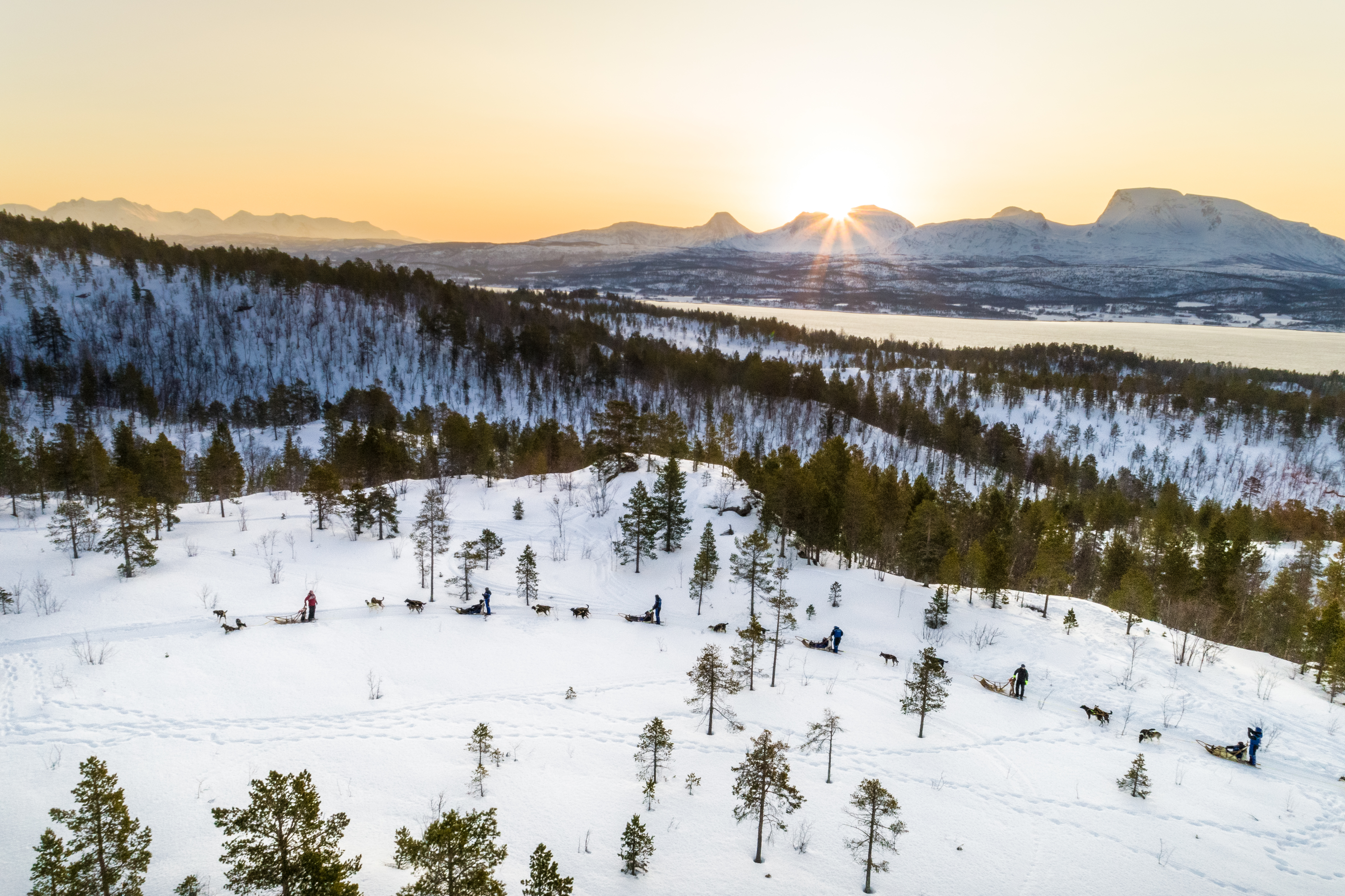 Snowy scene with row of dogs and sledges