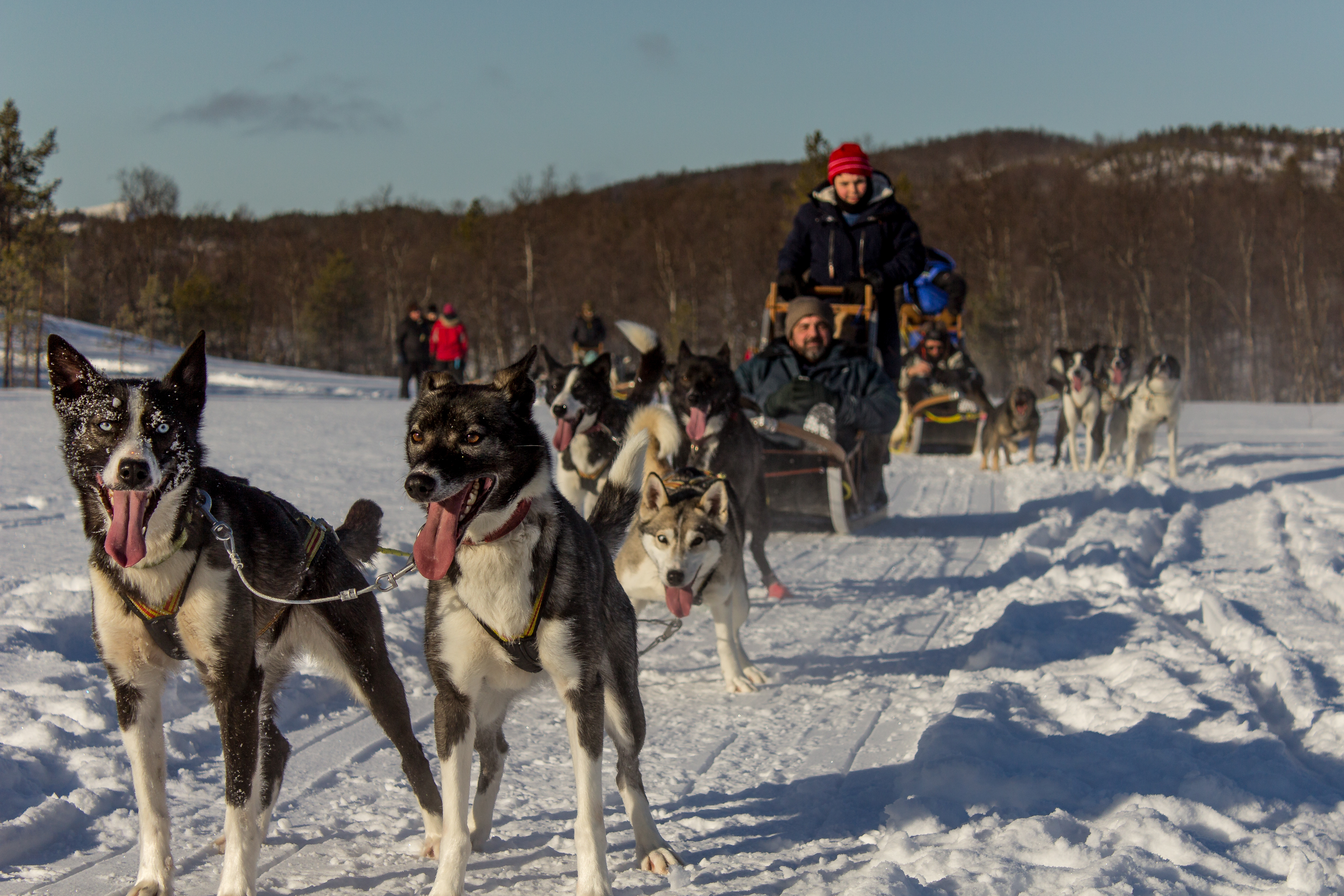 Sledge with husky dogs on snow