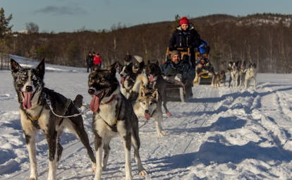 Sledge with husky dogs on snow