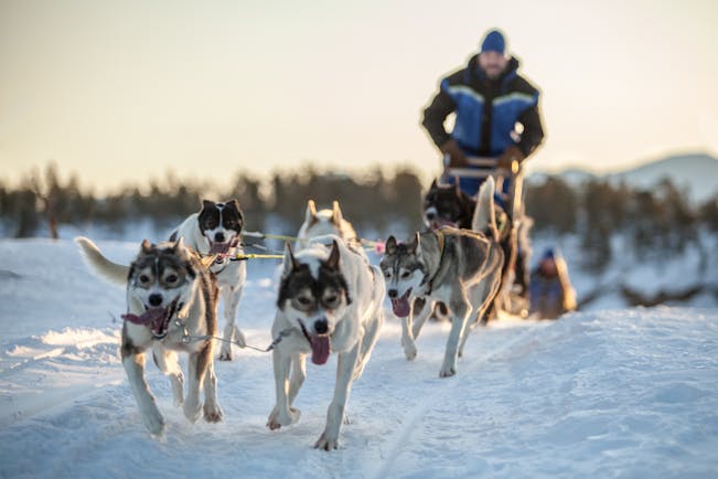 Man on sledge pulled by husky dogs on snow