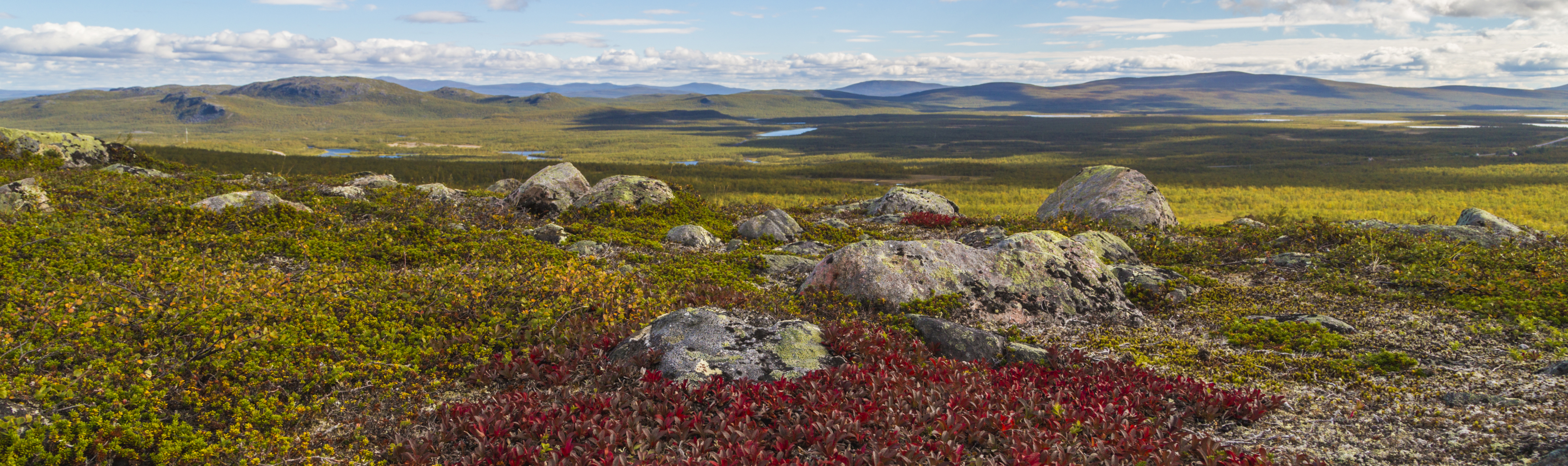 Tundra scene with grasses and rock at Kiruna