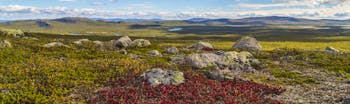 Tundra scene with grasses and rock at Kiruna