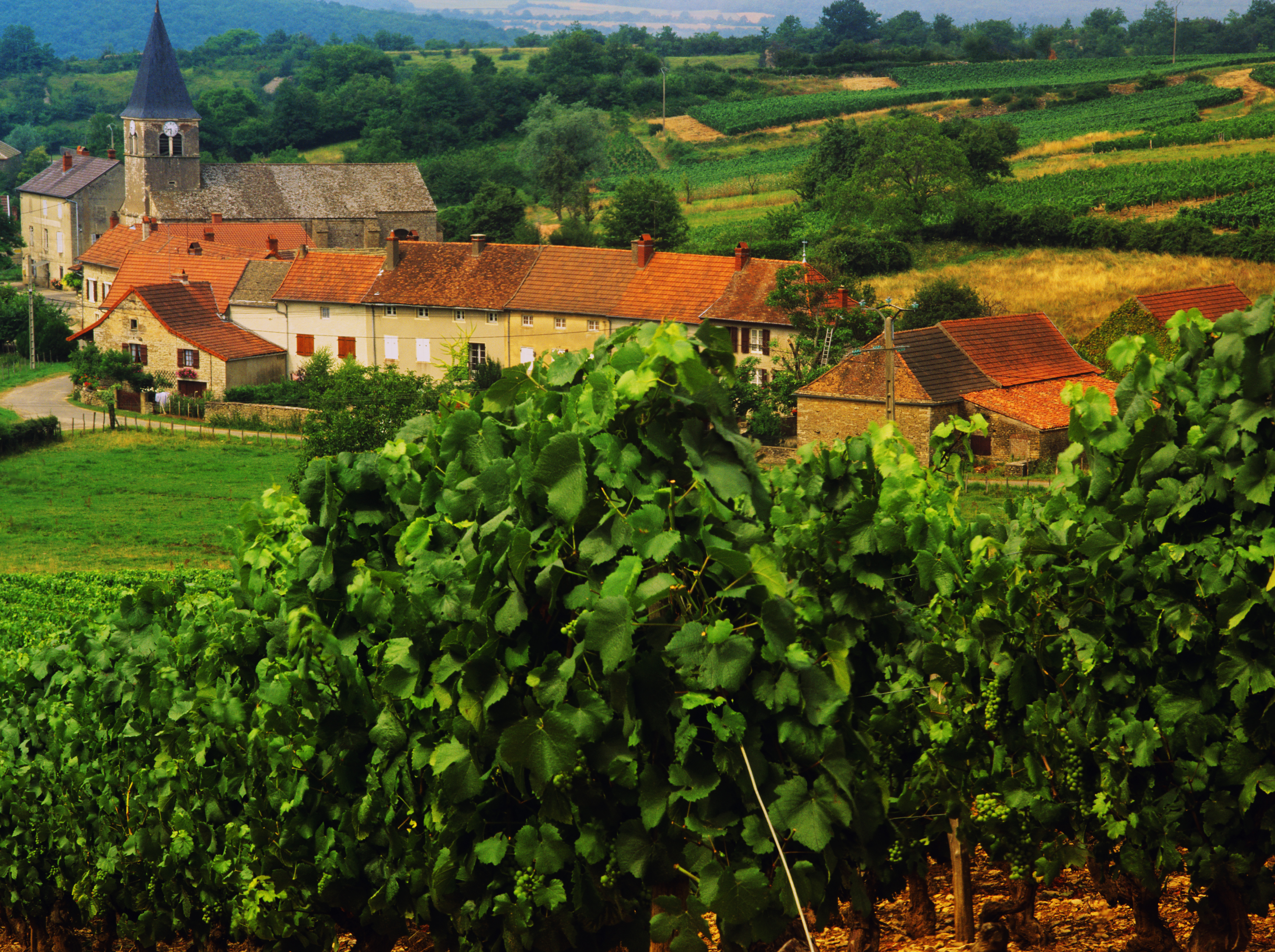 Vines and village view in Alsace