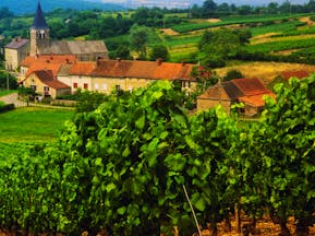 Vines and village view in Alsace