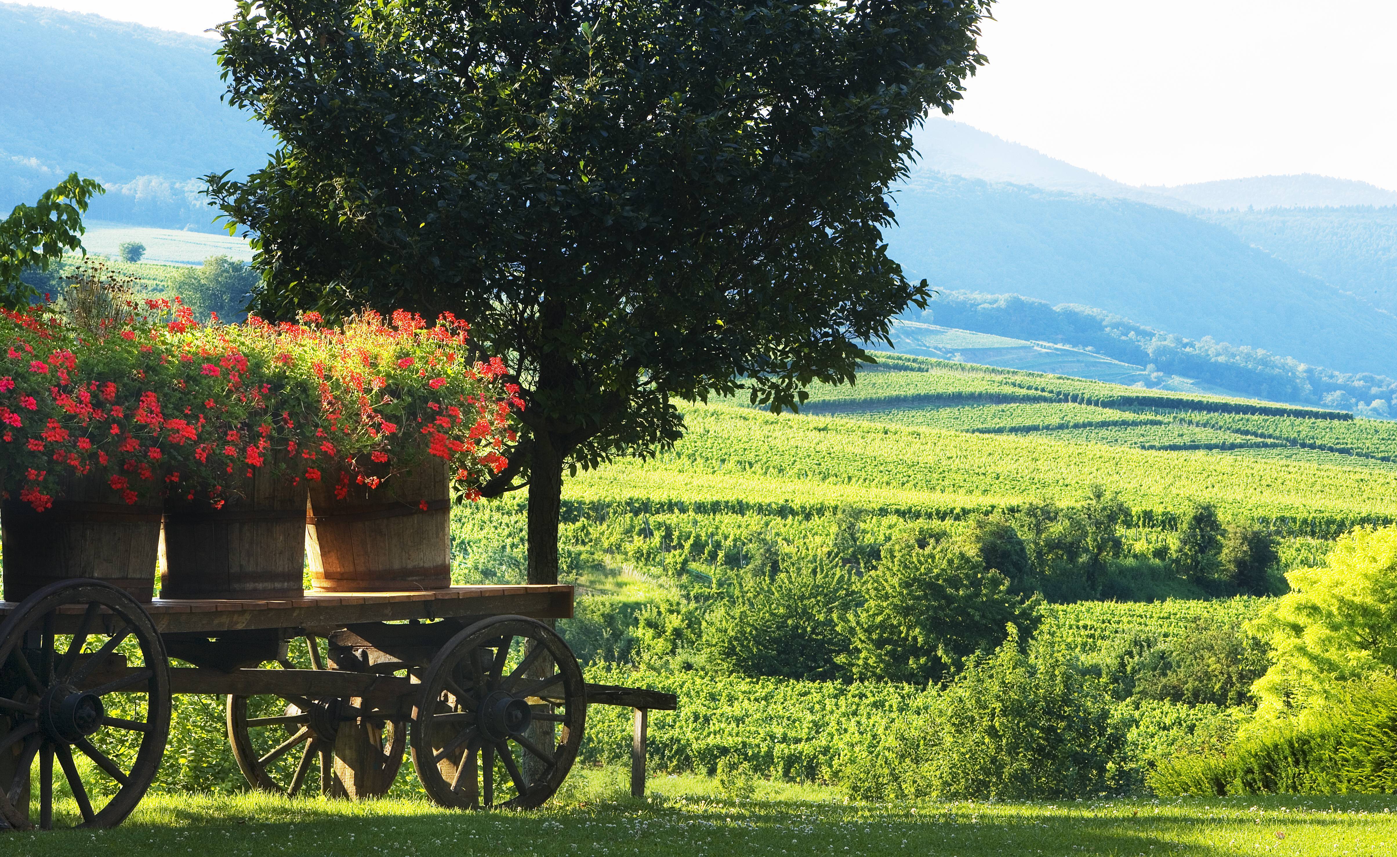 Chateau d'Isenbourg view with flowers in pot and vines in distance