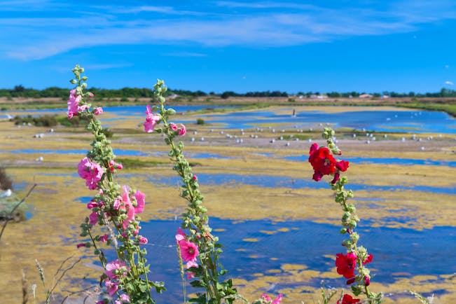 Pink and red tall hollyhocks on sandy marshes on the Ile de Re