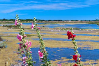 Pink and red tall hollyhocks on sandy marshes on the Ile de Re