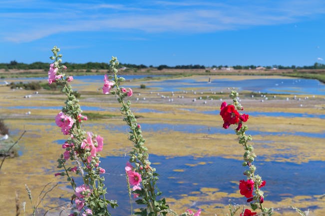 Pink and red tall hollyhocks on sandy marshes on the Ile de Re