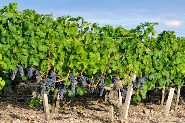 Green vines with black grapes in the Medoc region