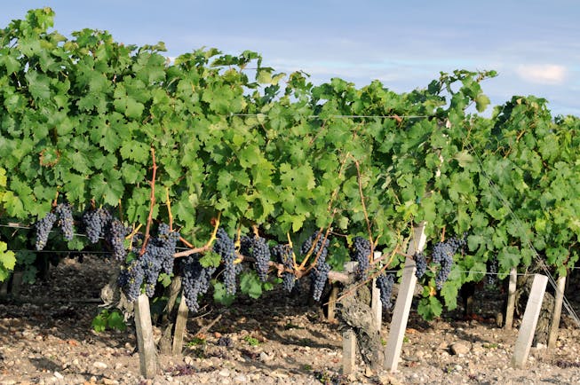 Green vines with black grapes in the Medoc region