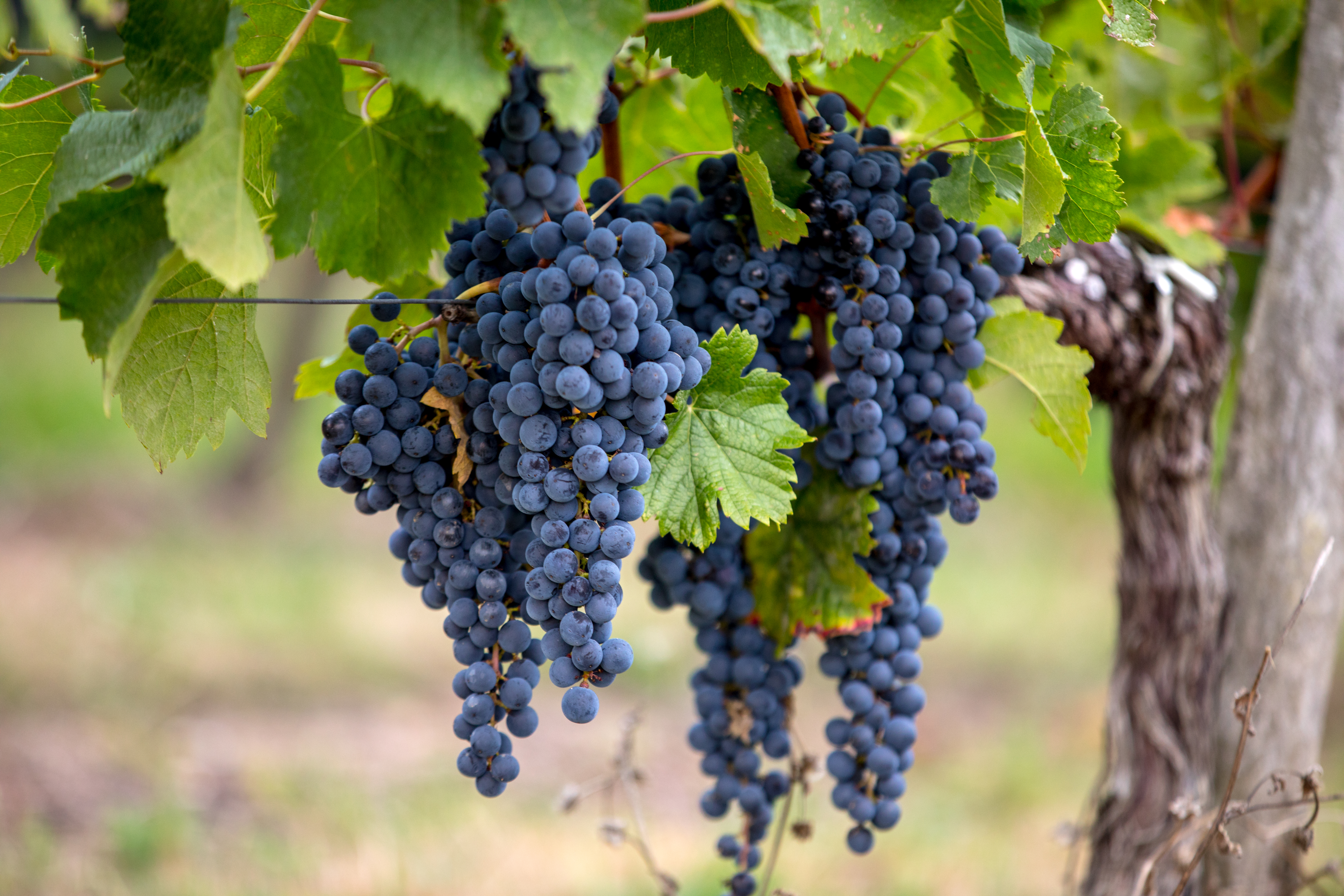 Black Merlot grapes on a vine at St Emilion